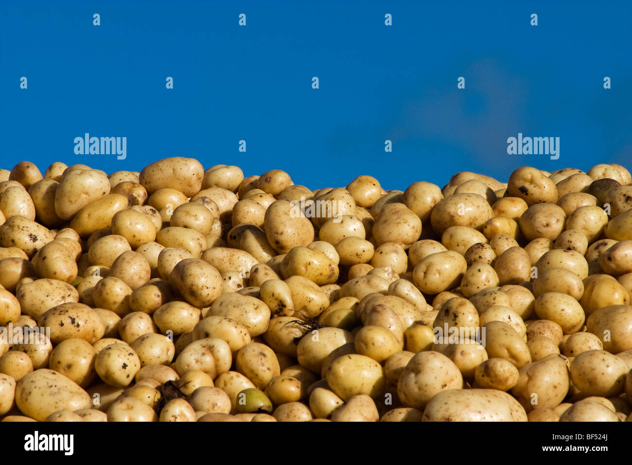 Agriculture - Pommes de terre Russet fraîchement récolté / Bassin Klamath, Oregon, USA. Banque D'Images