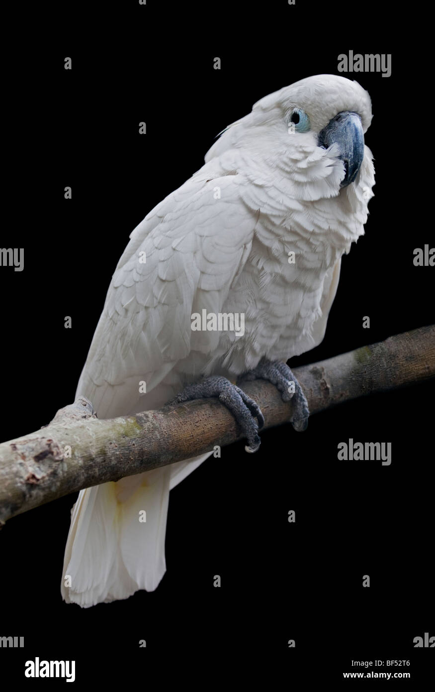 Parapluie ou cacatoès blanc (cacatua alba) Banque D'Images