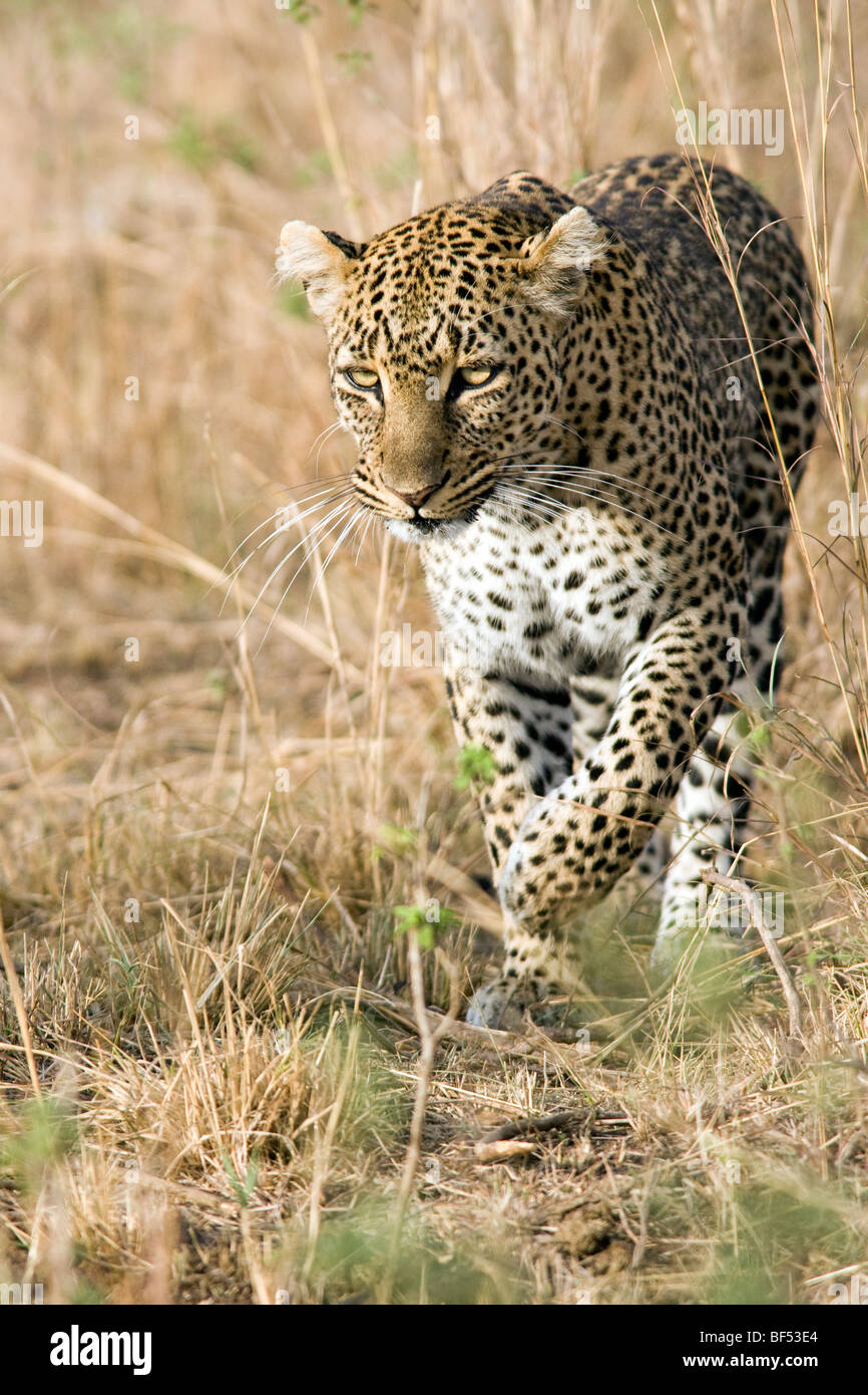 Leopard Marche dans le Masai Mara National Reserve, Kenya Banque D'Images