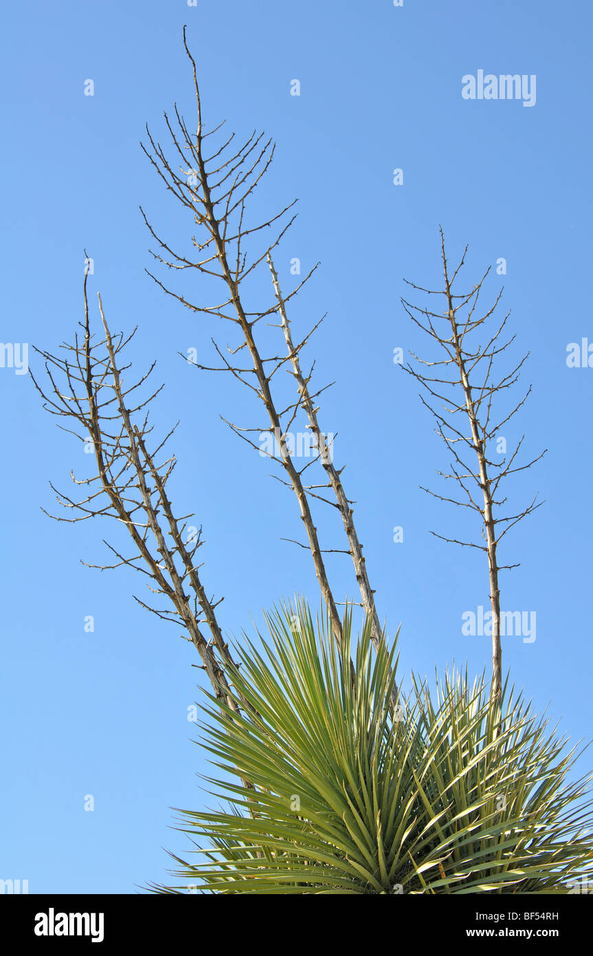 Yucca Gloriosa, aka Spanish Dagger, Moundlily Le Yucca, Yucca, à pointe souple baïonnette espagnole ou Sea Islands Yucca Banque D'Images