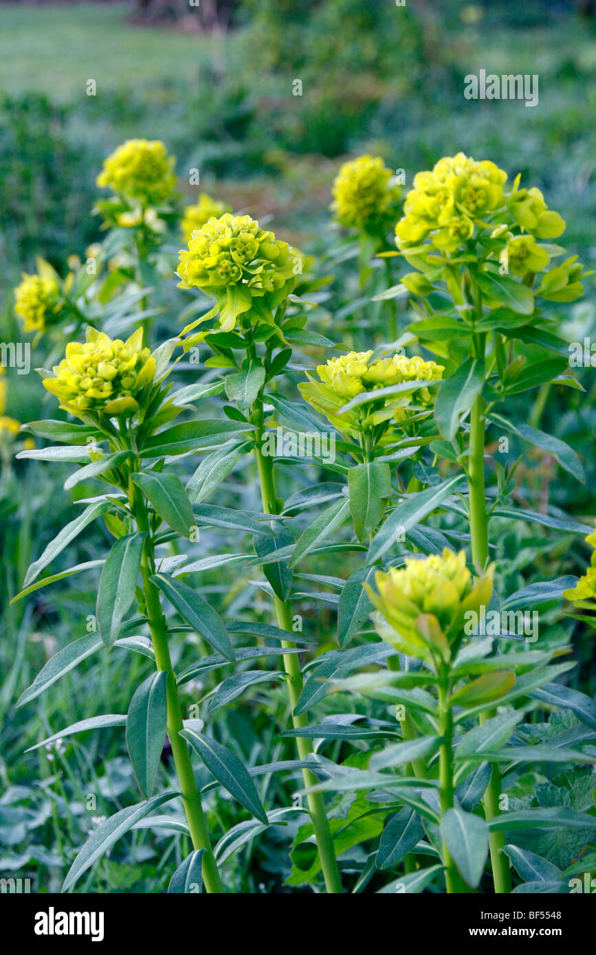 Euphorbia palustris AGM Banque D'Images