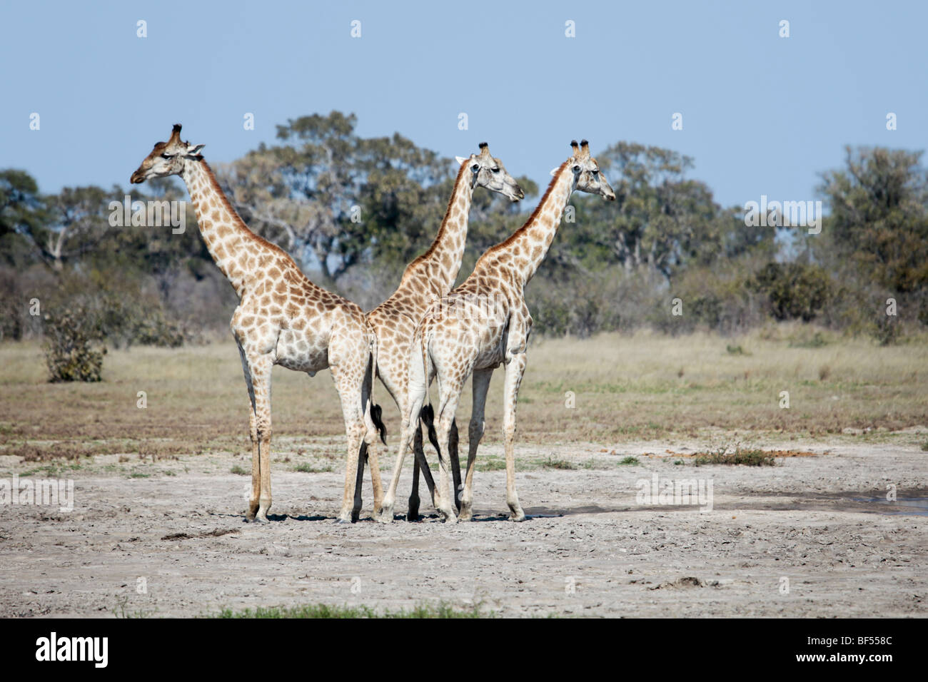 Jeune homme le sud de Girafes dans le Parc National de Chobe, le nord du Botswana. Banque D'Images