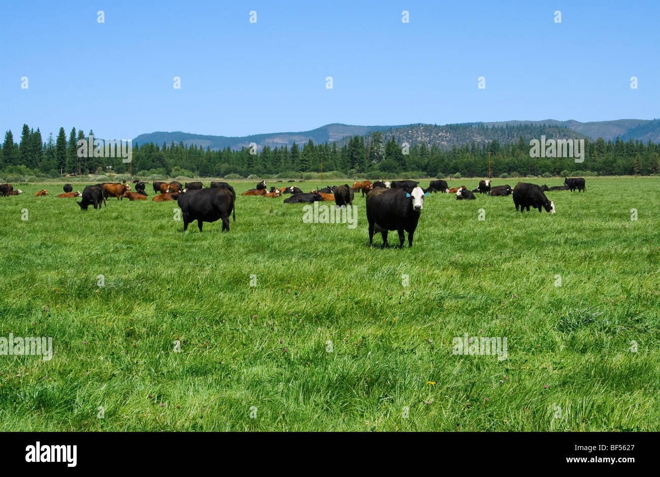 Black Angus, Hereford et Black Baldie beef cattle broutent sur un vert Pâturage sur un ranch de bétail biologique / McArthur, en Californie. Banque D'Images