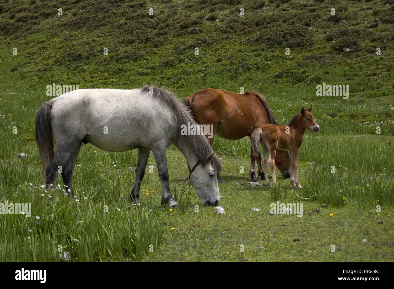Deux chevaux et un poulain dans un champ près de Kyanjin Gompa, dans la vallée de Langtang, un populaire route de trekking dans l'Himalaya au Népal. Banque D'Images