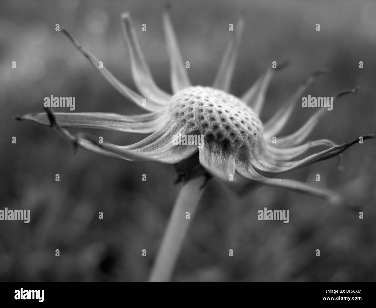 Close up image of flower Banque D'Images