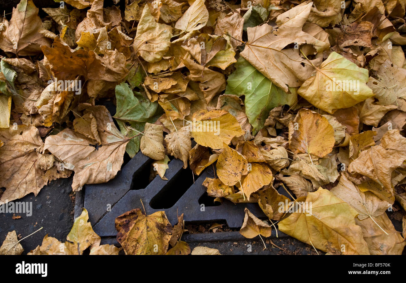 Les feuilles d'automne tombent sur une route couvrant les lignes jaunes et de blocage double gouttières d'eaux pluviales et une cause possible d'inondation Banque D'Images