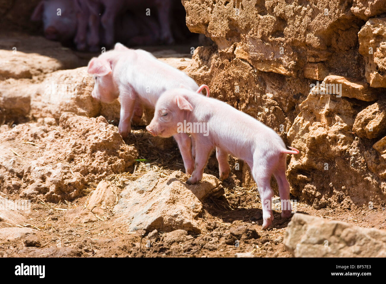 Les porcs domestiques, les jeunes sangliers (Sus scrofa domesticus), Mallorca, Majorque, Îles Baléares, Espagne, Europe Banque D'Images