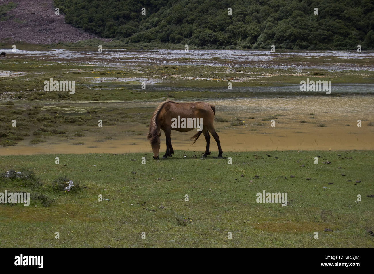 Un cheval par une rivière près de la moraine et Kyanjin Gompa, dans la vallée du Langtang, au Népal- une route de trekking dans l'Himalaya. Banque D'Images