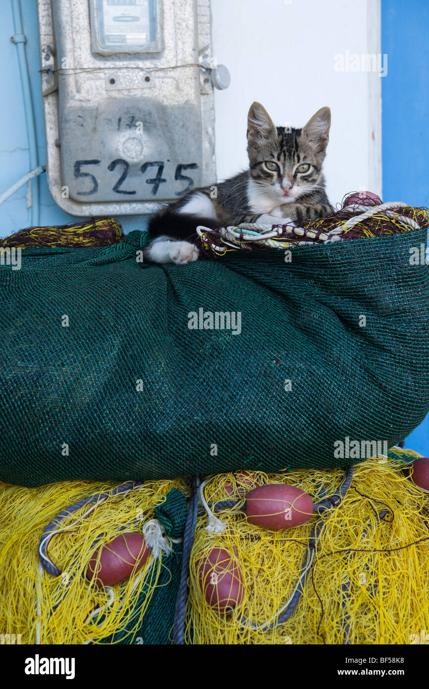 Chat grec sur l'île de Céphalonie - chaton sur les filets de pêche à Poros Banque D'Images