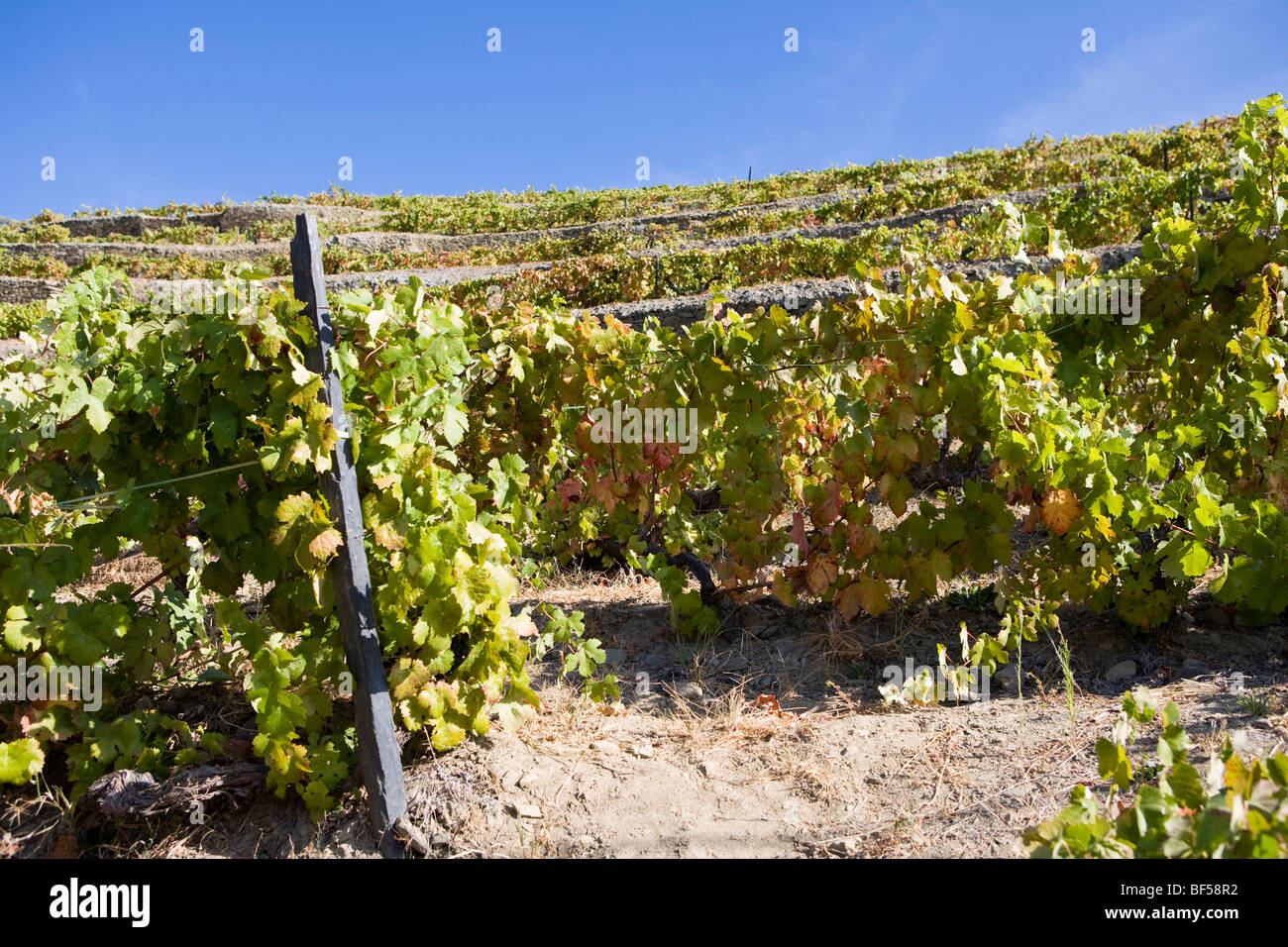 Du vin de vigne dans la région du Douro, Portugal, Europe Banque D'Images