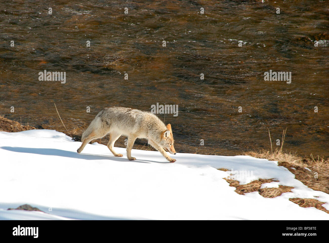 Coyote promenades à travers les bois en hiver. Yellowstone NP. Banque D'Images