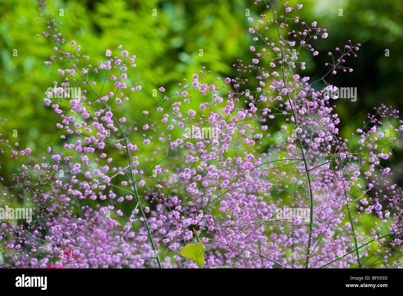 Wakehurst Place Gardens Banque D'Images