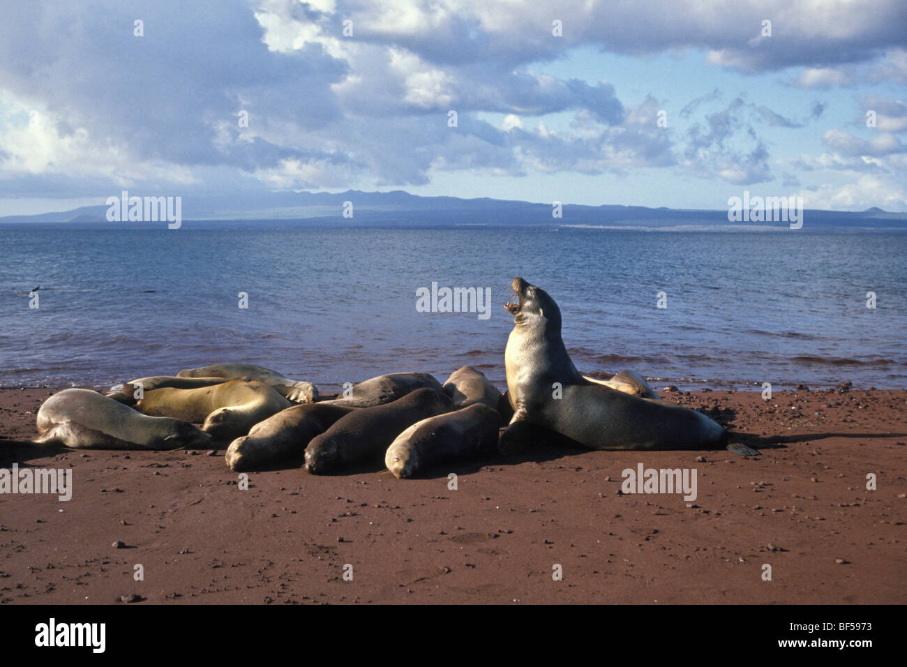 Les Lions de mer de Californie (Zalophus californianus wollebaeki), Galapagos, Equateur, Amérique du Sud Banque D'Images