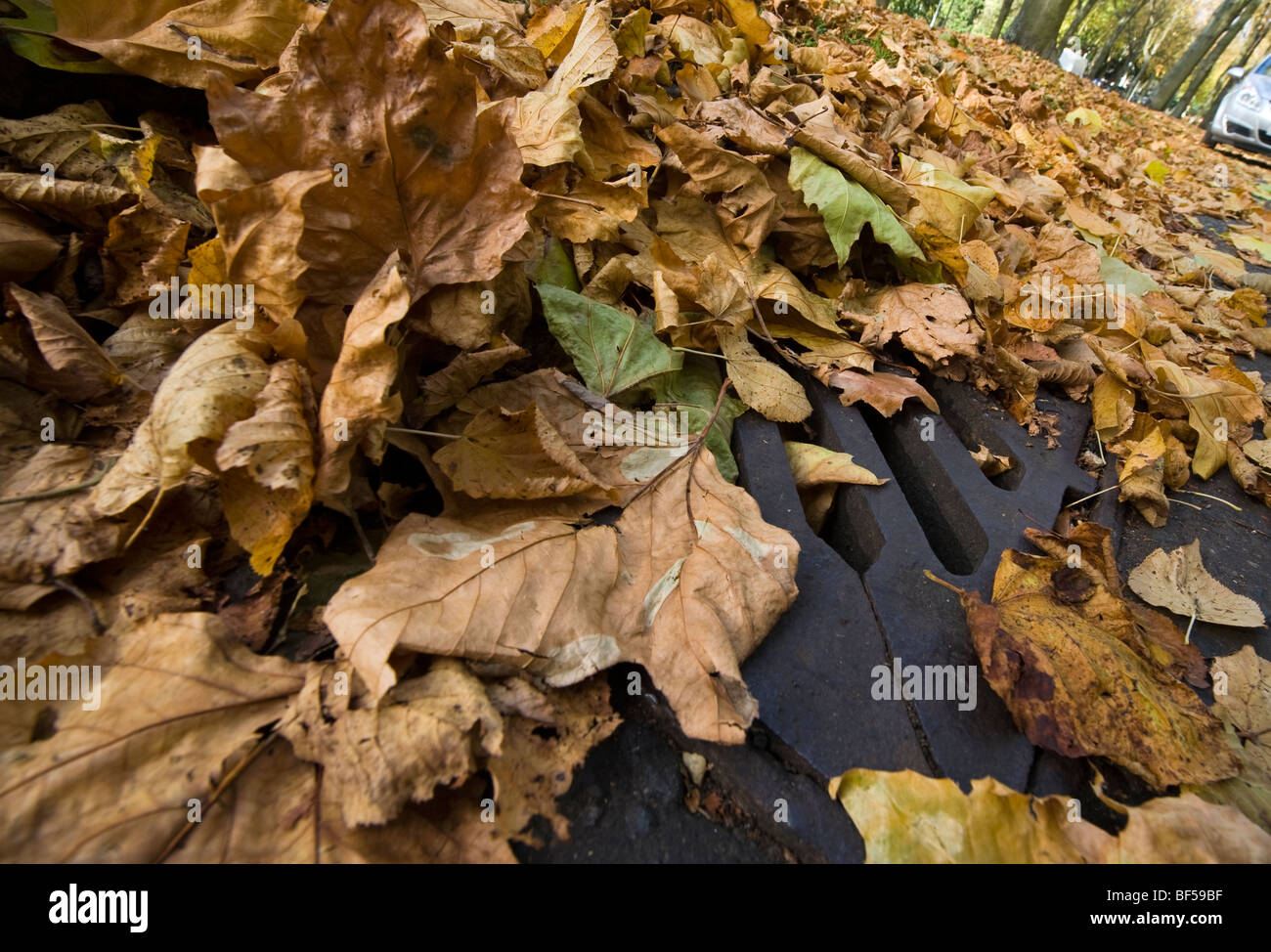 Les feuilles d'automne tombent sur une route couvrant les lignes jaunes et de blocage double gouttières d'eaux pluviales et une cause possible d'inondation Banque D'Images