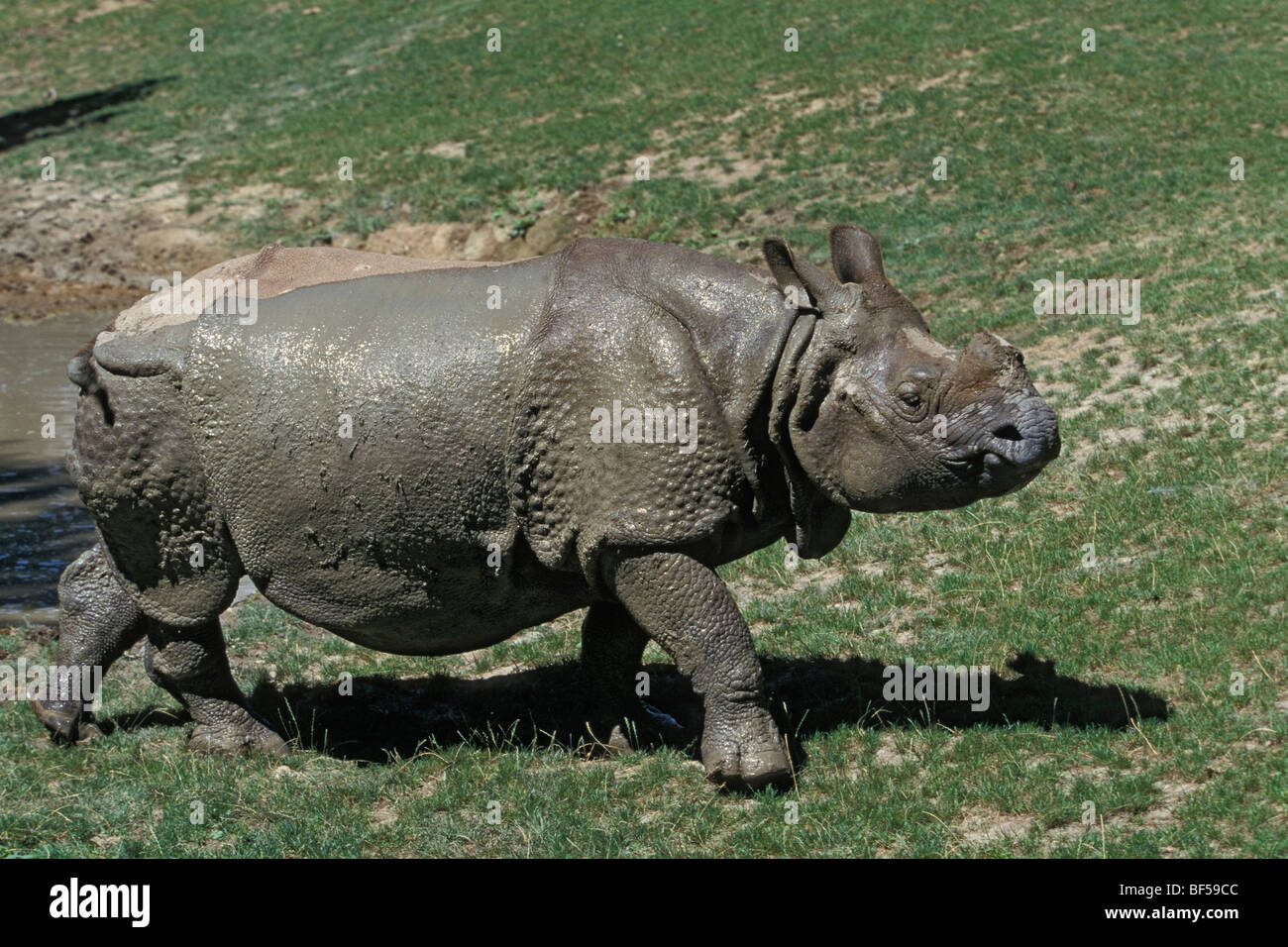 Rhinocéros unicorne de l'Inde (Rhinoceros unicornis) après la prise de boue, captive, Inde Banque D'Images