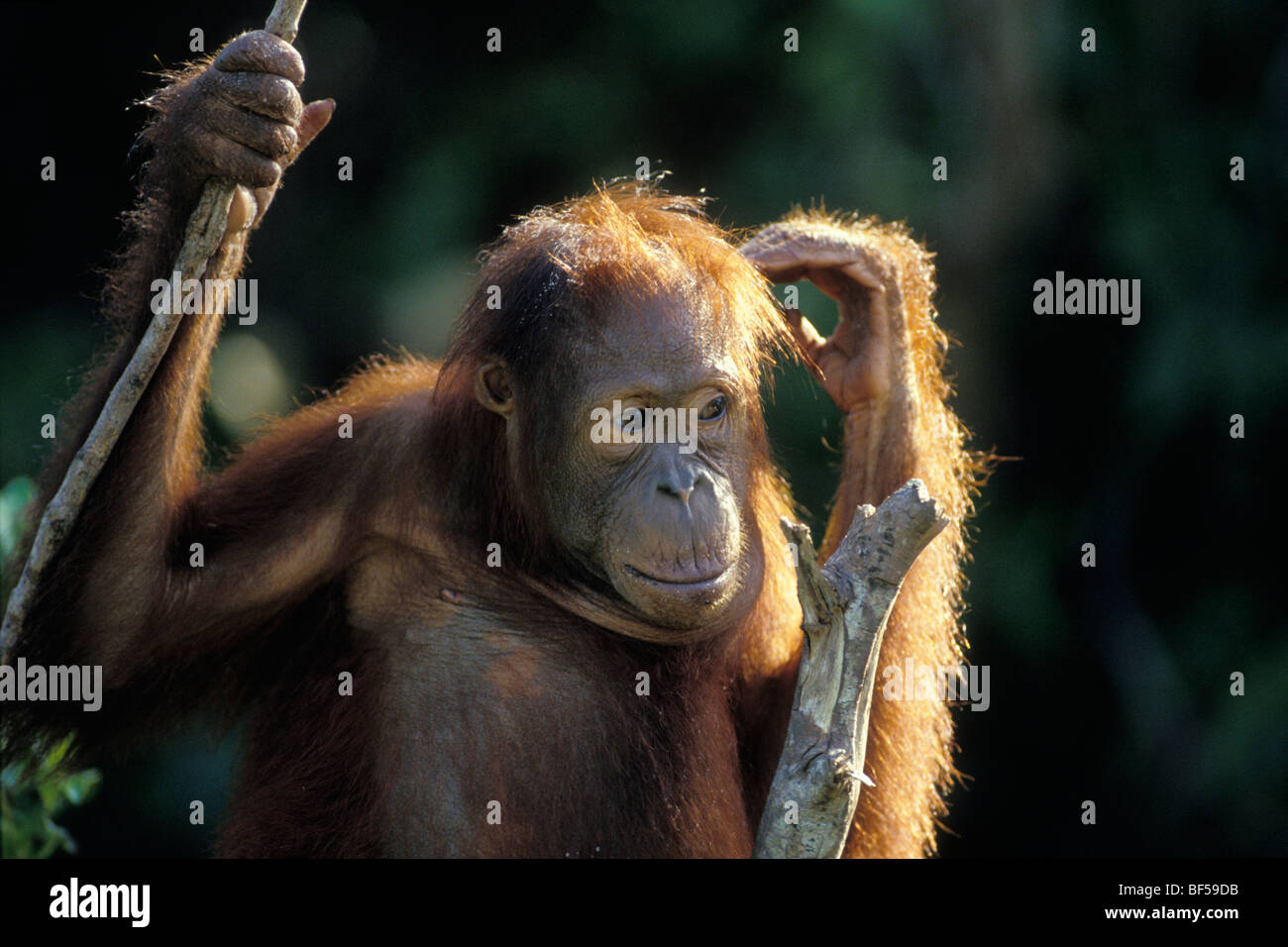 Les jeunes orang-outan (Pongo pygmaeus) dans l'arbre, réfléchie, parc national de Tanjung Puting, Bornéo Banque D'Images