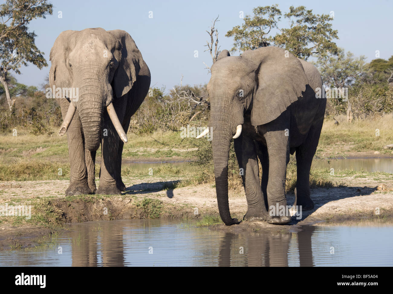 Les éléphants d'Afrique (Loxodonta africana) à un étang, Chobe National Park, Botswana, Africa Banque D'Images