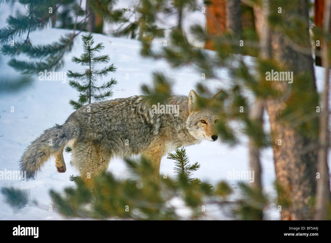 Le Coyote dans les bois, hiver, Yellowstone NP Banque D'Images