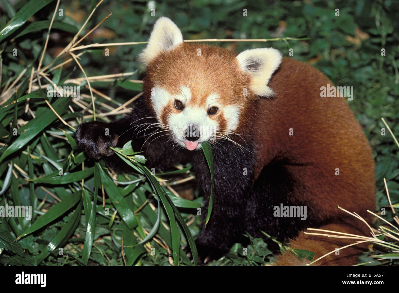 Le panda rouge (Ailurus fulgens) se nourrissant de bambou, Chine, Asie Banque D'Images
