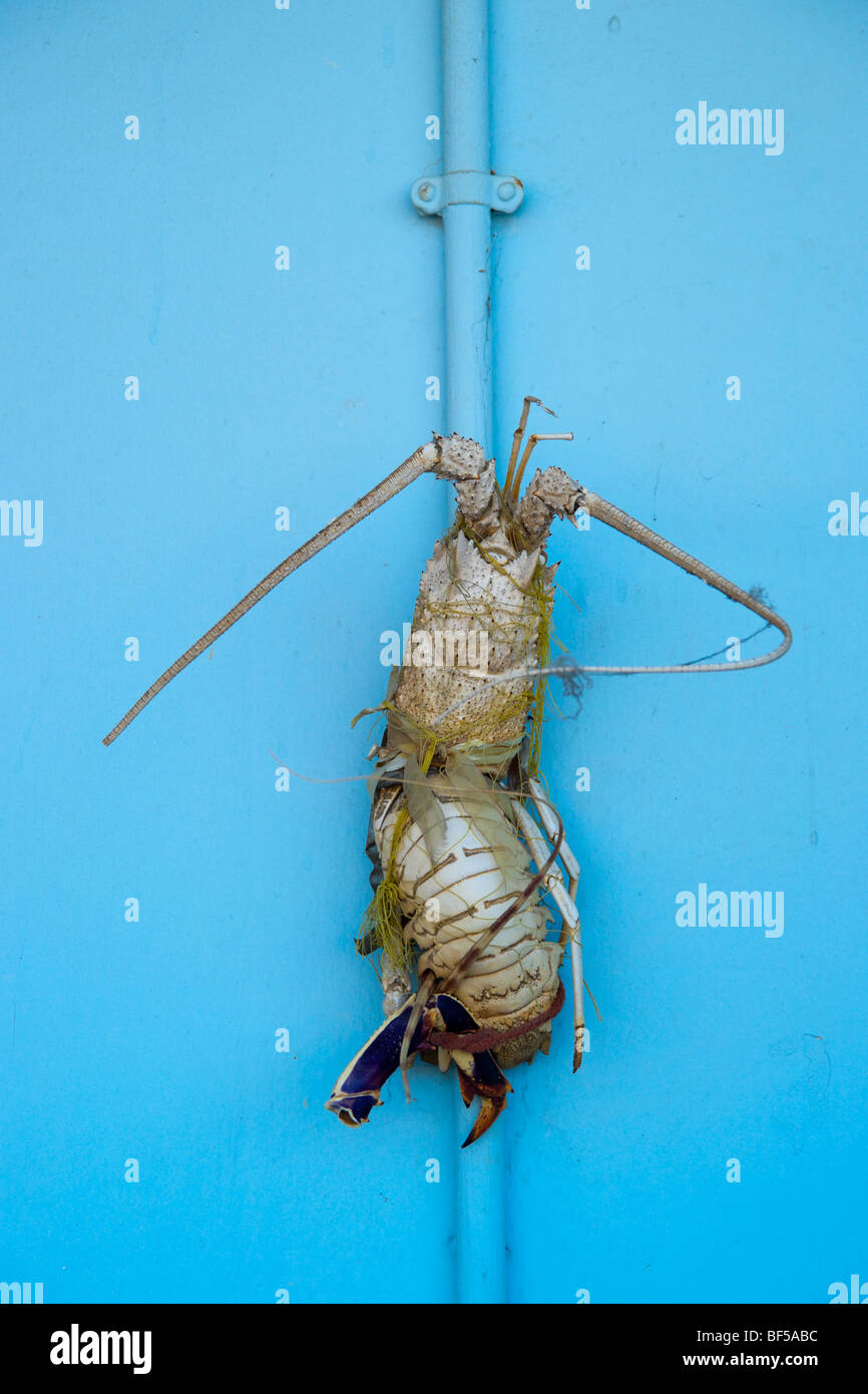 Un homard liée à la porte d'une maison de pêcheur à Poros Kefalonia Banque D'Images