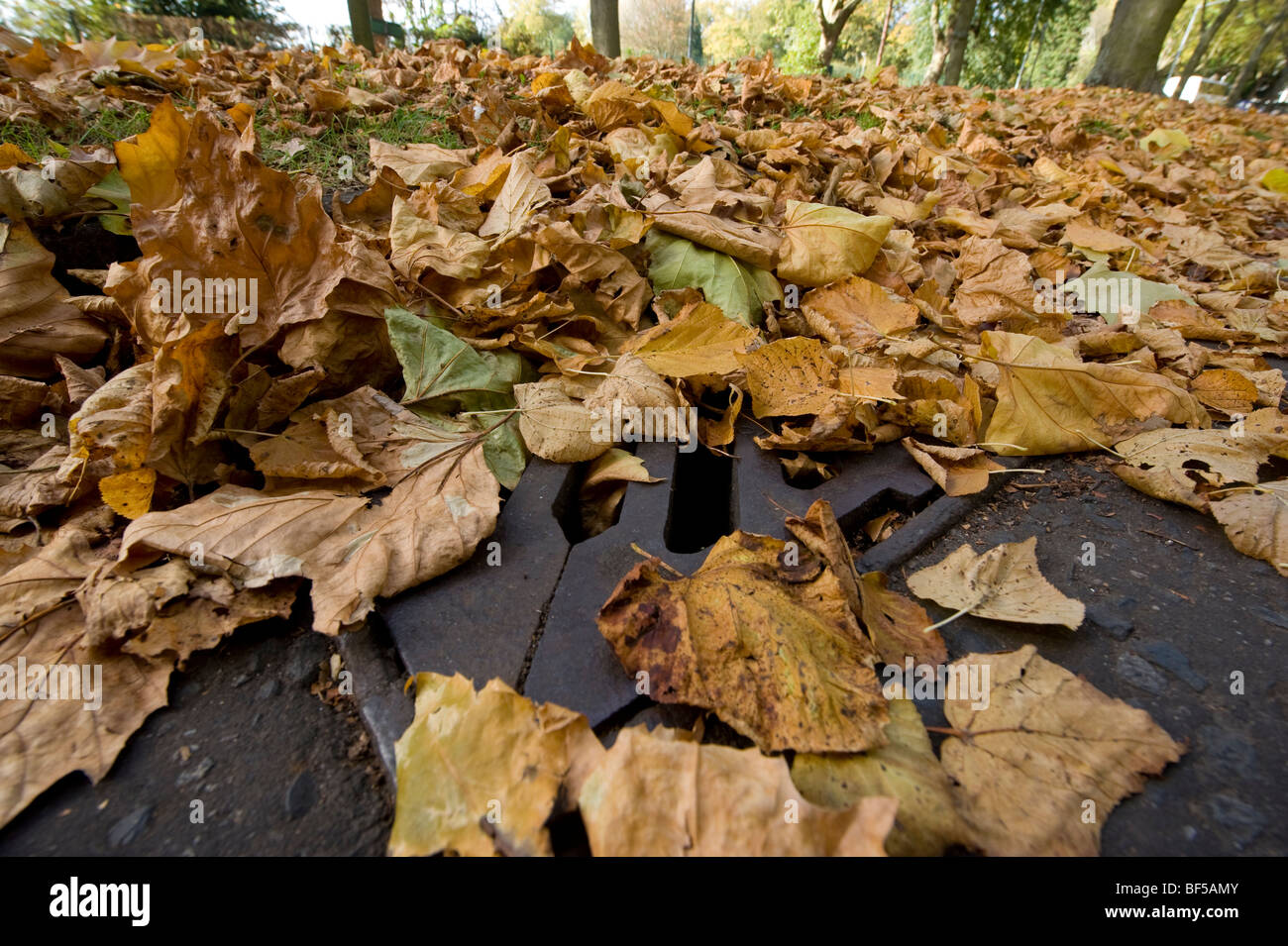 Les feuilles d'automne tombent sur une route couvrant les lignes jaunes et de blocage double gouttières d'eaux pluviales et une cause possible d'inondation Banque D'Images