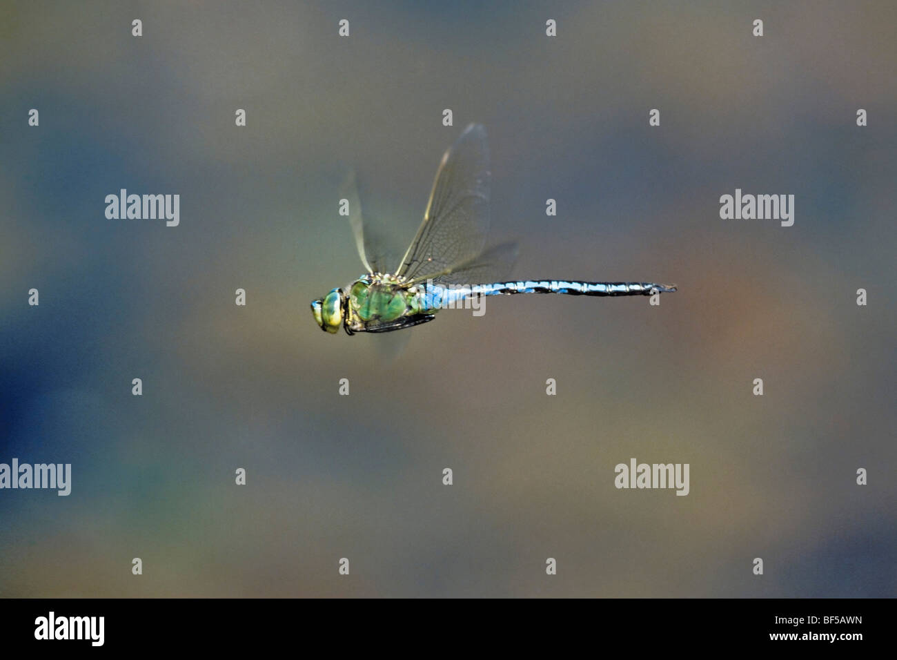 (Libellule Anax imperator) flying Banque D'Images