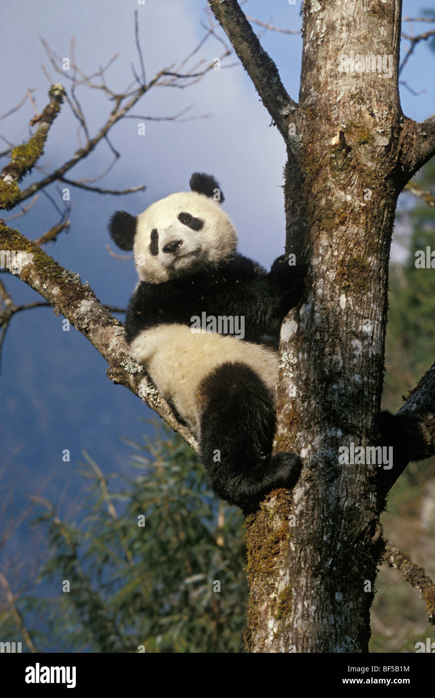 Grand panda (Ailuropoda melanoleuca) arbre d'escalade, vallée de Wolong, Himalaya, Chine, Asie Banque D'Images