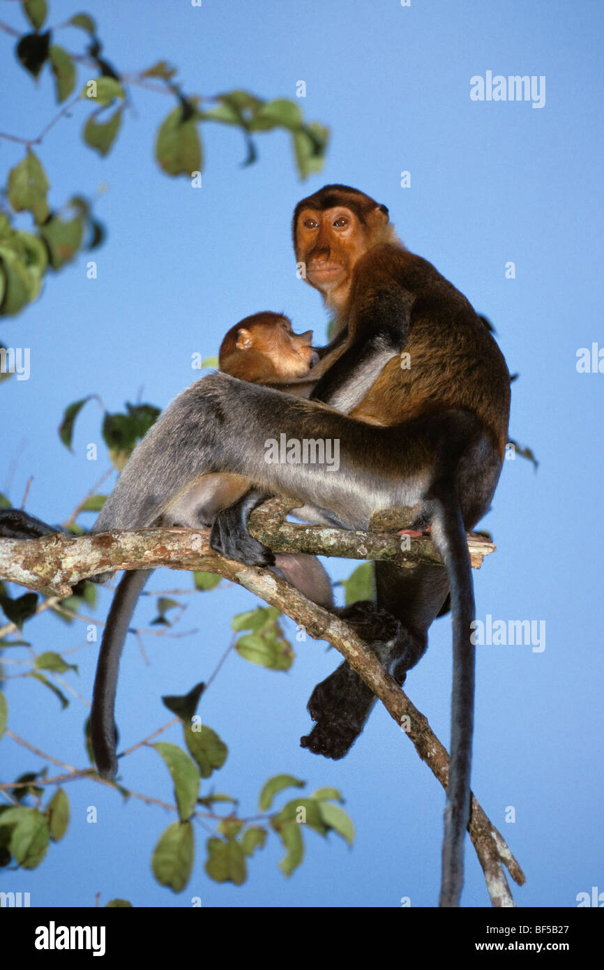 Les singes Proboscis (Nasalis larvatus), mère avec bébé, les soins infirmiers, Bornéo Banque D'Images