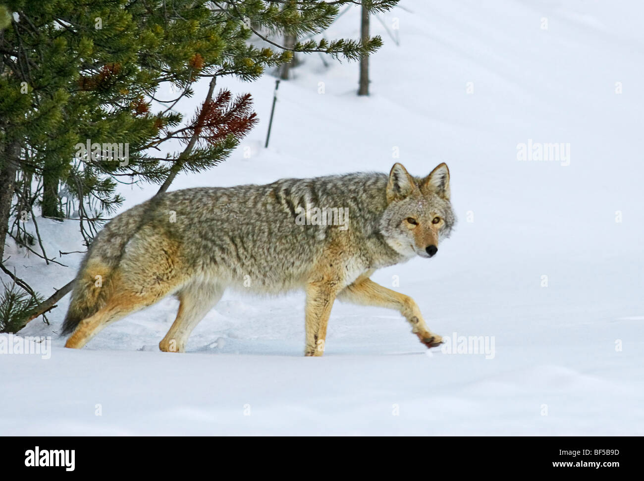 Le Coyote dans les bois, hiver, Yellowstone NP Banque D'Images