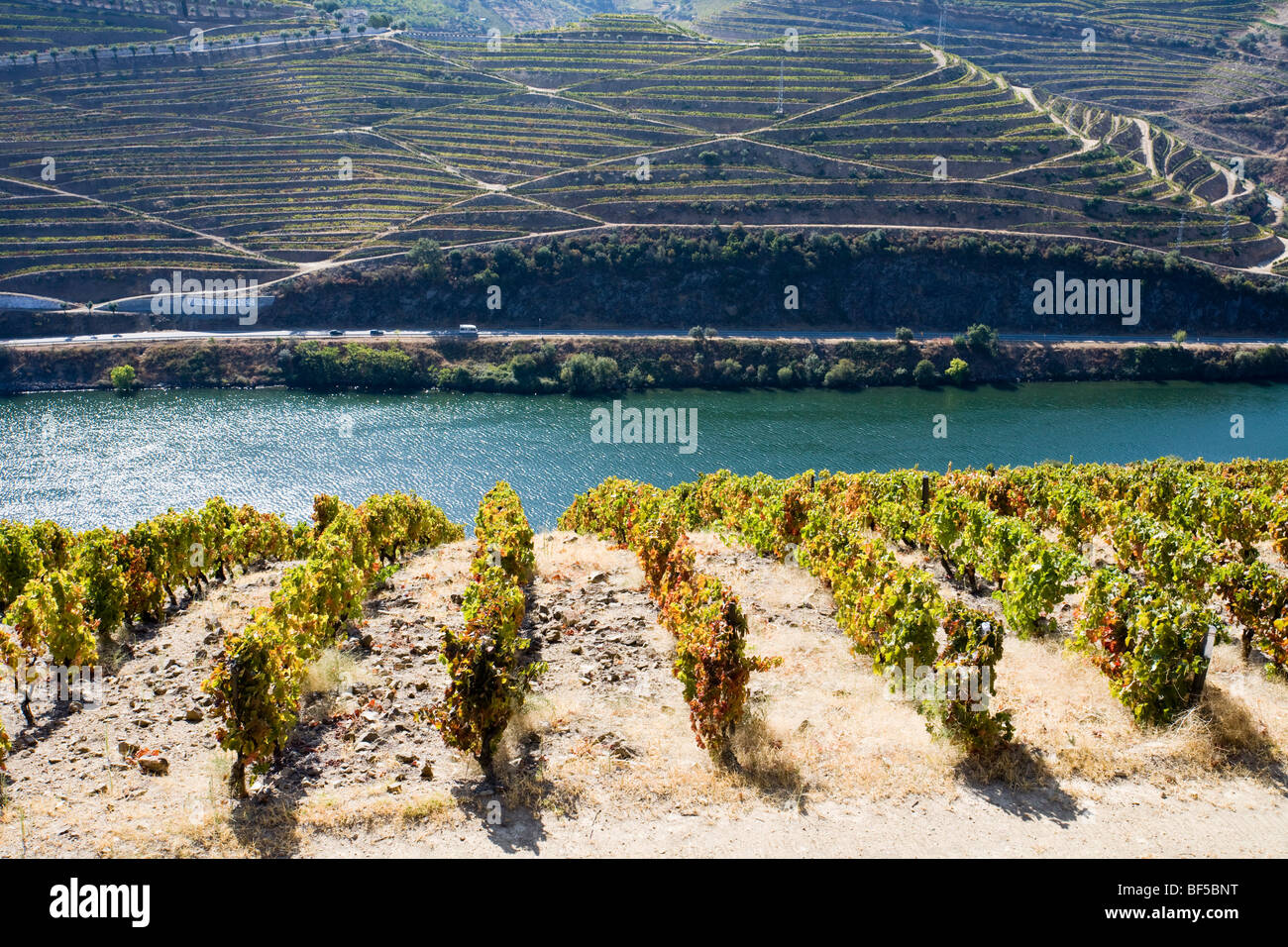 Du vin de vignobles et le fleuve Douro, Peso da Regua, Portugal, Europe Banque D'Images