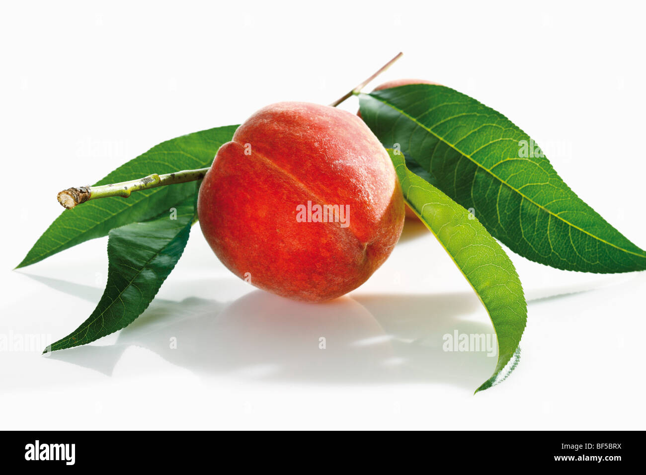 Pêche avec des feuilles fraîchement cueillies Banque D'Images