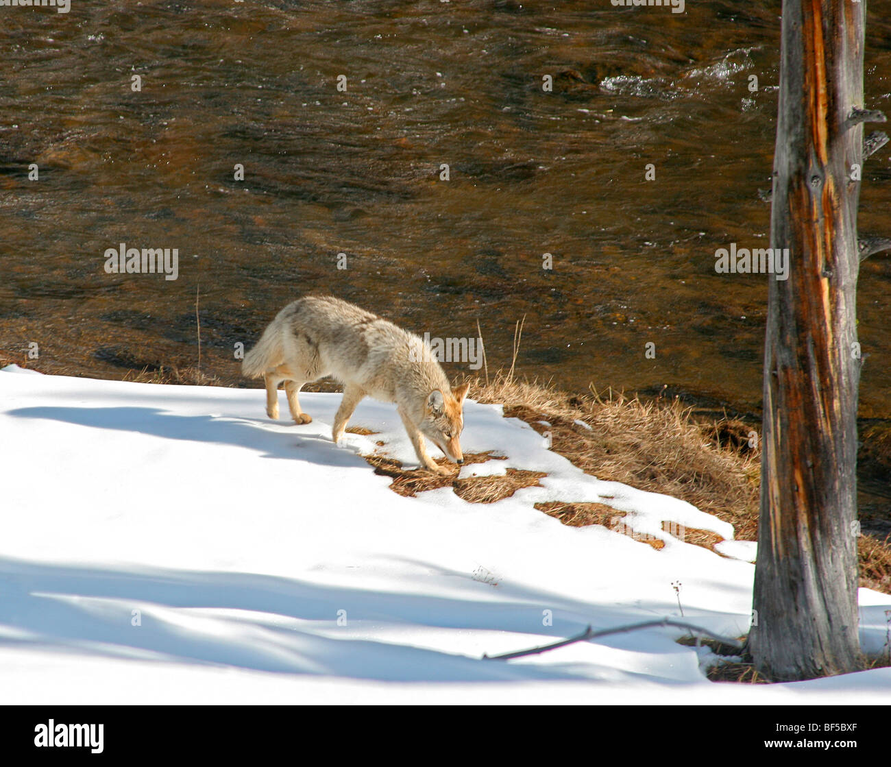 Coyote promenades à travers les bois en hiver. Yellowstone NP. Banque D'Images