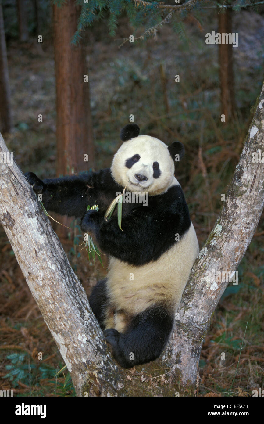 Grand panda (Ailuropoda melanoleuca) se nourrissant de bambou, vallée de Wolong, Himalaya, Chine, Asie Banque D'Images