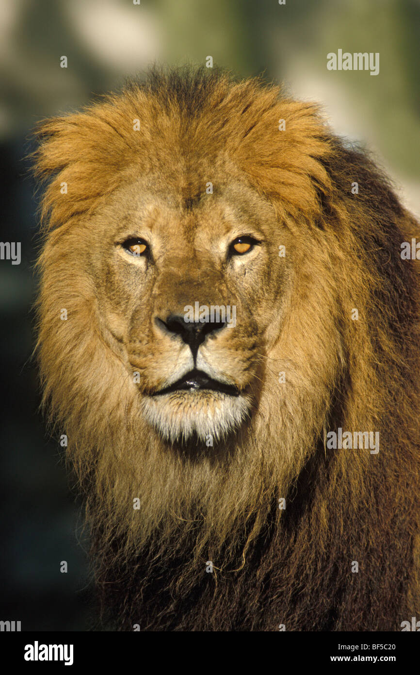 L'African Lion (Panthera leo), homme, portrait, Afrique du Sud Banque D'Images