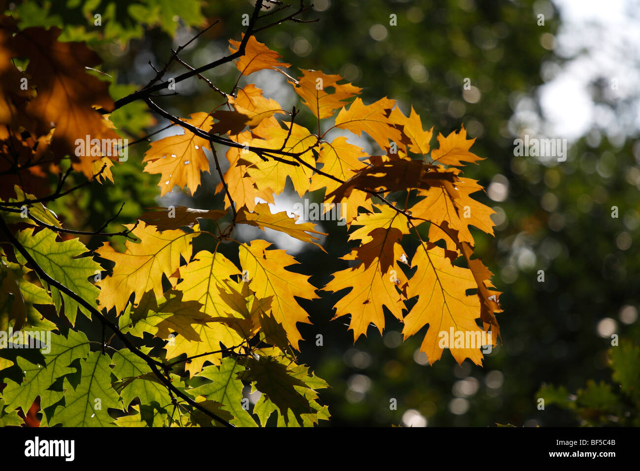 Feuilles de chêne (Quercus) à l'automne Banque D'Images