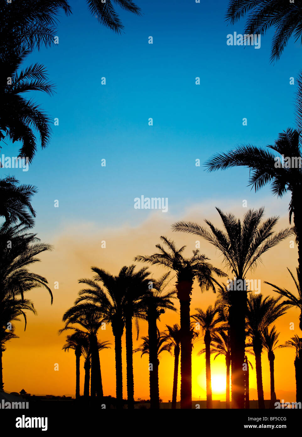 Les silhouettes des palmiers sur fond coucher de soleil magnifique Banque D'Images