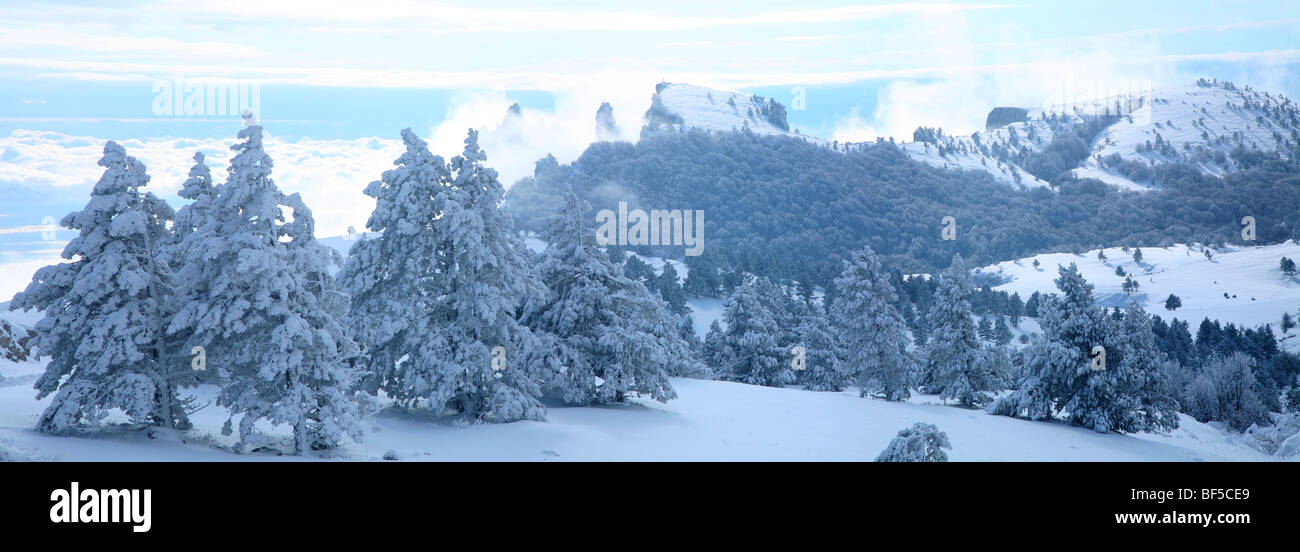 Paysage d'hiver de pins couverts de neige dans les montagnes de la Crimée Banque D'Images