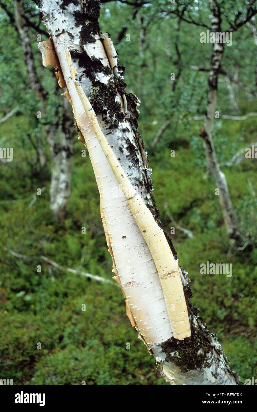 L'écorce de bouleau (Betula pubescens), de la Suède, Scandinavie, Europe Banque D'Images