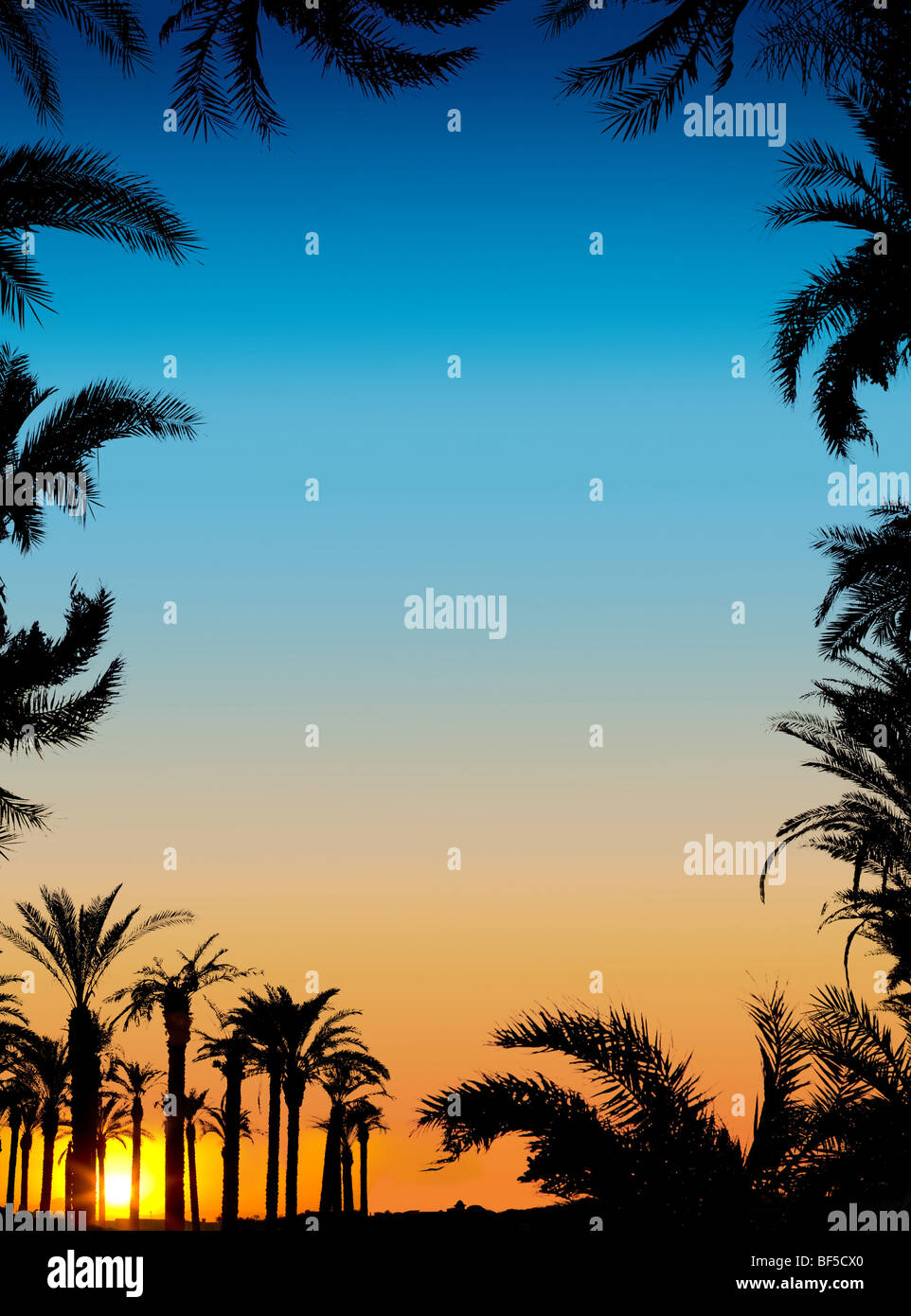 Les silhouettes des palmiers sur fond coucher de soleil magnifique Banque D'Images
