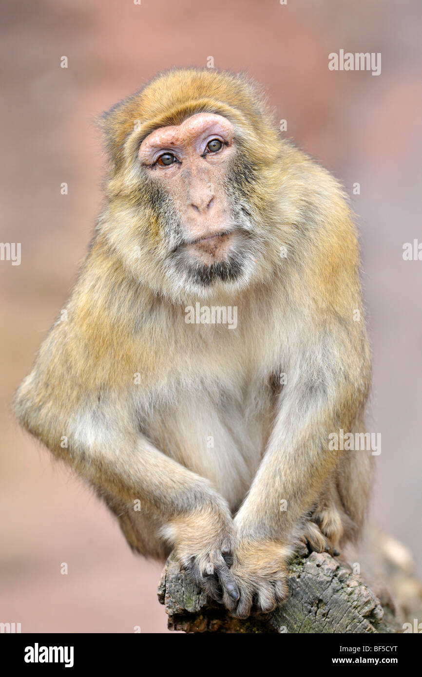 Macaque de Barbarie (Macaca sylvanus) Banque D'Images