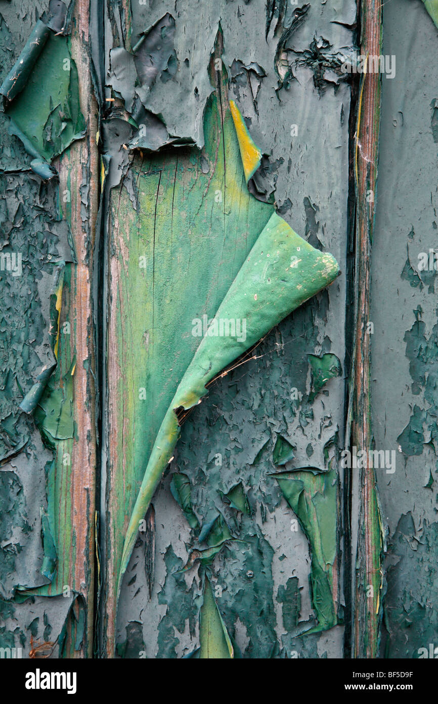 Peinture écaillée sur une vieille porte en bois, Texel, Hollande, Pays-Bas, Europe Banque D'Images