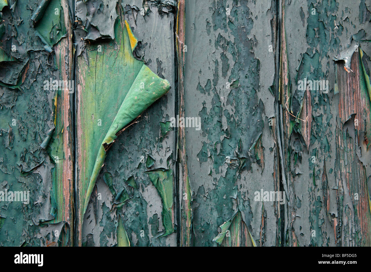 Peinture écaillée sur une vieille porte en bois, Texel, Hollande, Pays-Bas, Europe Banque D'Images