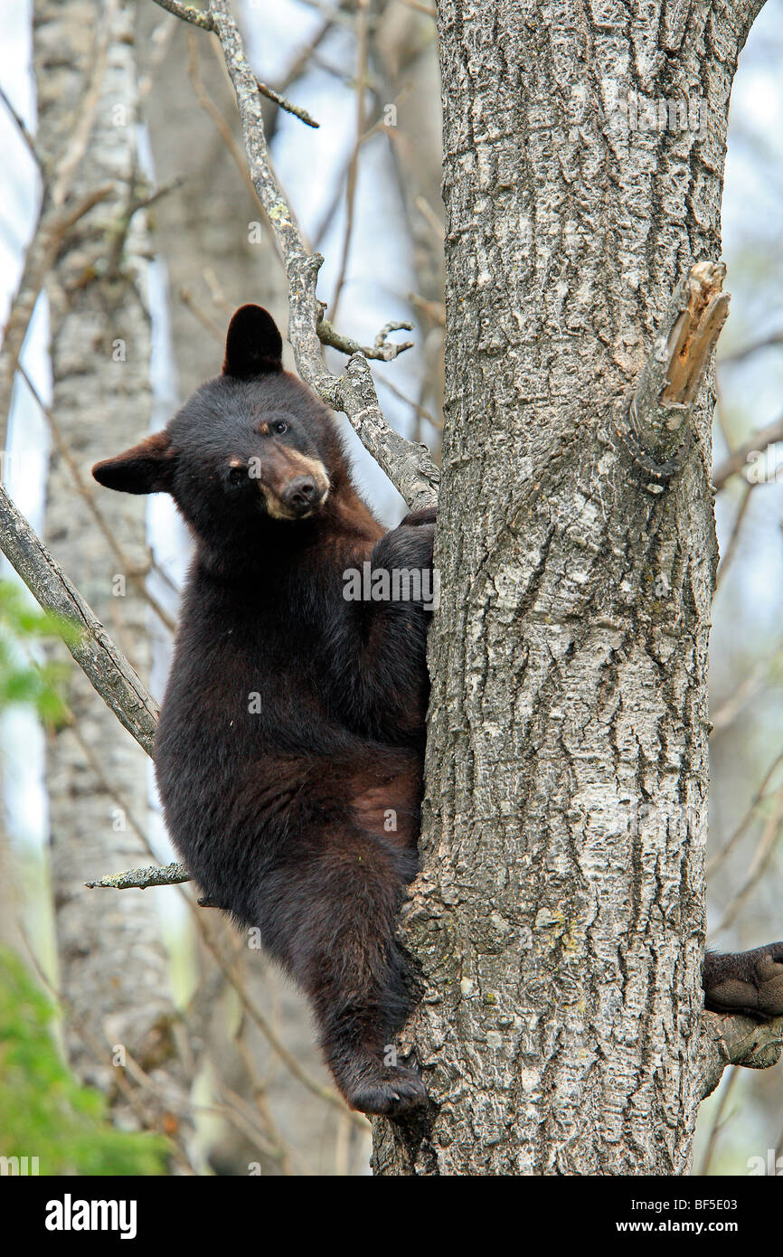 Ours noir (Ursus americanus). (De 1 an 1 an et demi) assis en sécurité dans un arbre. Banque D'Images