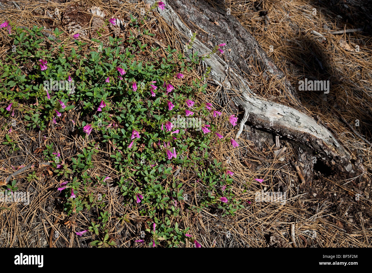 Penstemon newberryi montagne (fierté) poussant dans une forêt de pins dans les Sierras près de Lake Tahoe Banque D'Images