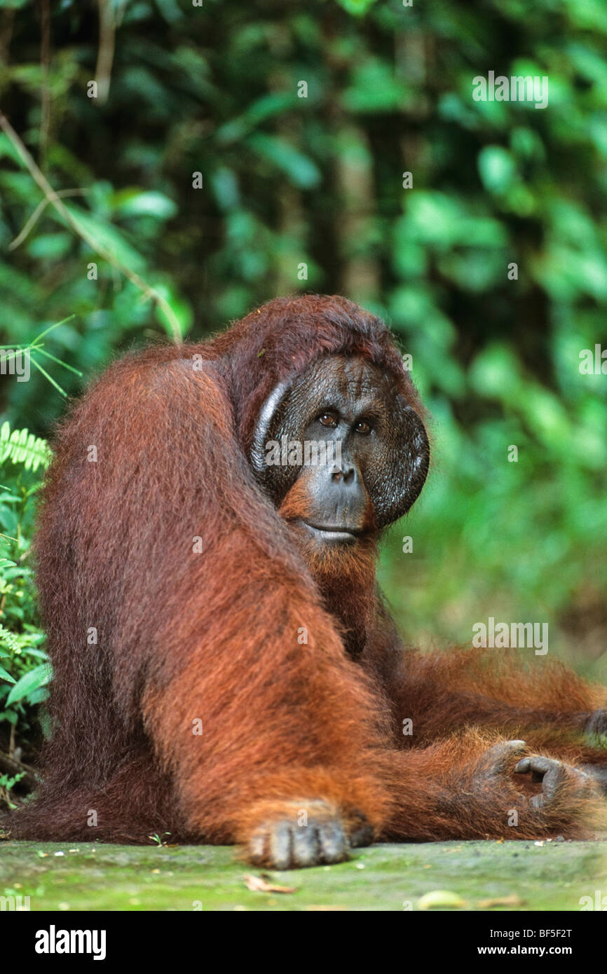 Les orangs-outans (Pongo pygmaeus), homme, Camp Leakey, parc national de Tanjung Puting, Bornéo, l'Asie Banque D'Images