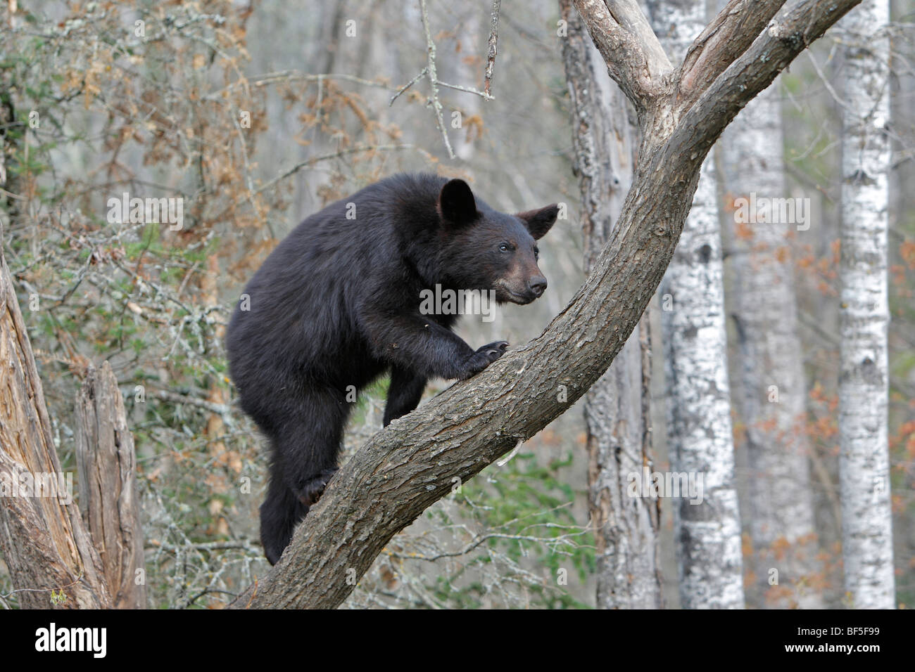 Ours noir (Ursus americanus). 1 jeunes de 1 ans et demi l'escalade un arbre pour être sûr. Banque D'Images