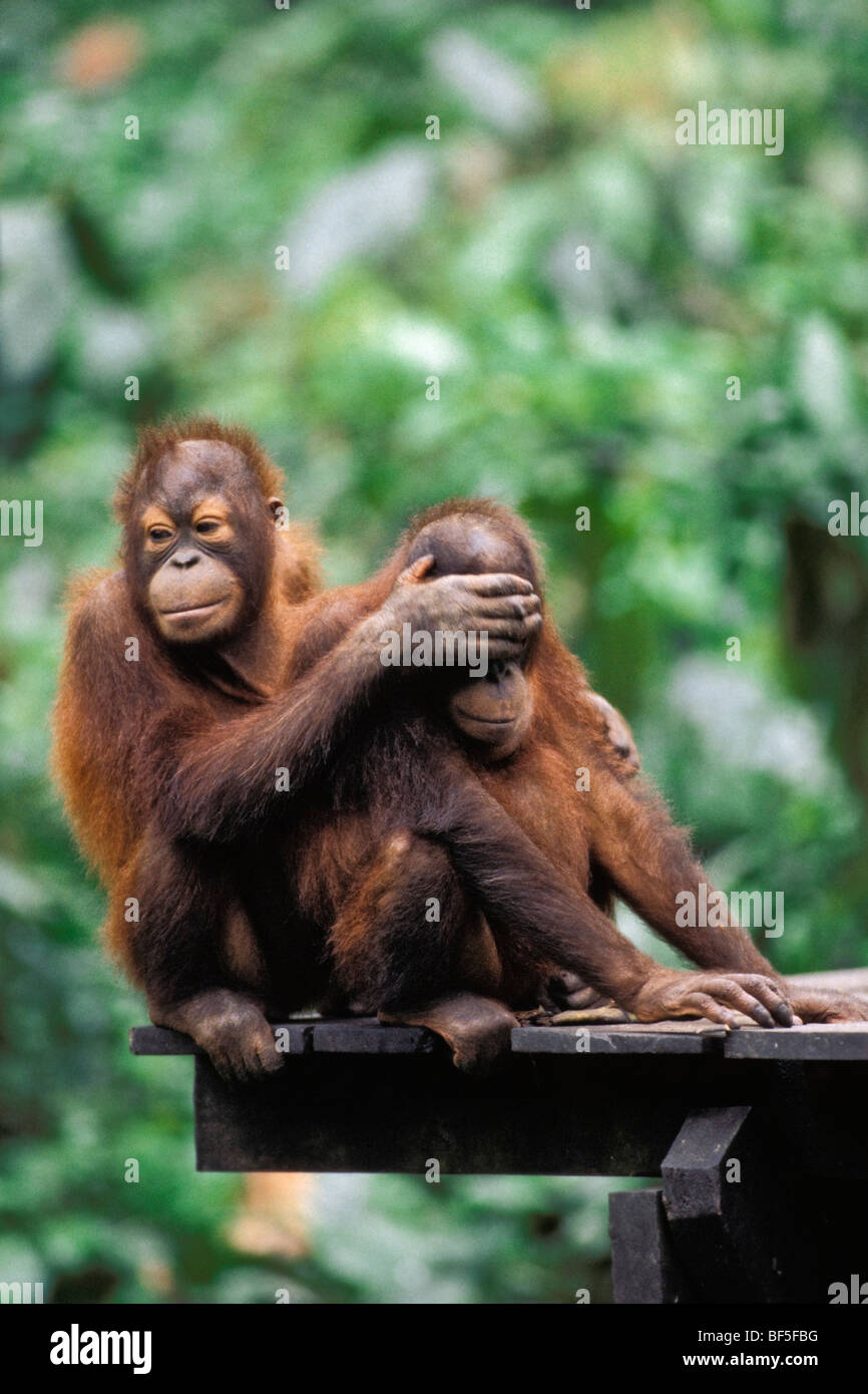 Les jeunes orangs outans (Pongo pygmaeus) jouant, Sepilok, Bornéo, l'Asie Banque D'Images