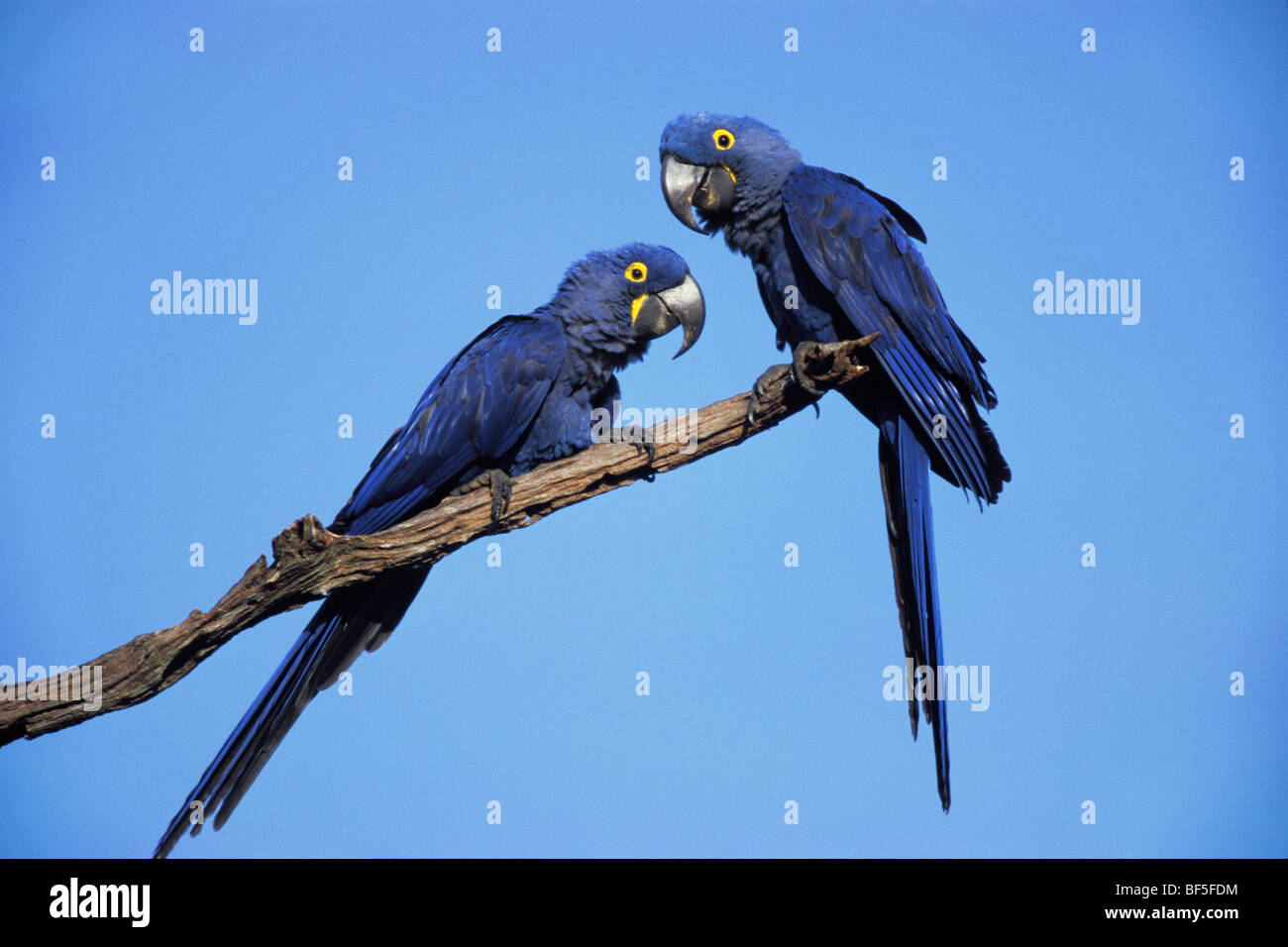 (Anodorhynchus hyacinthinus Hyacinth Macaws), Pantanal, Brésil, Amérique du Sud Banque D'Images
