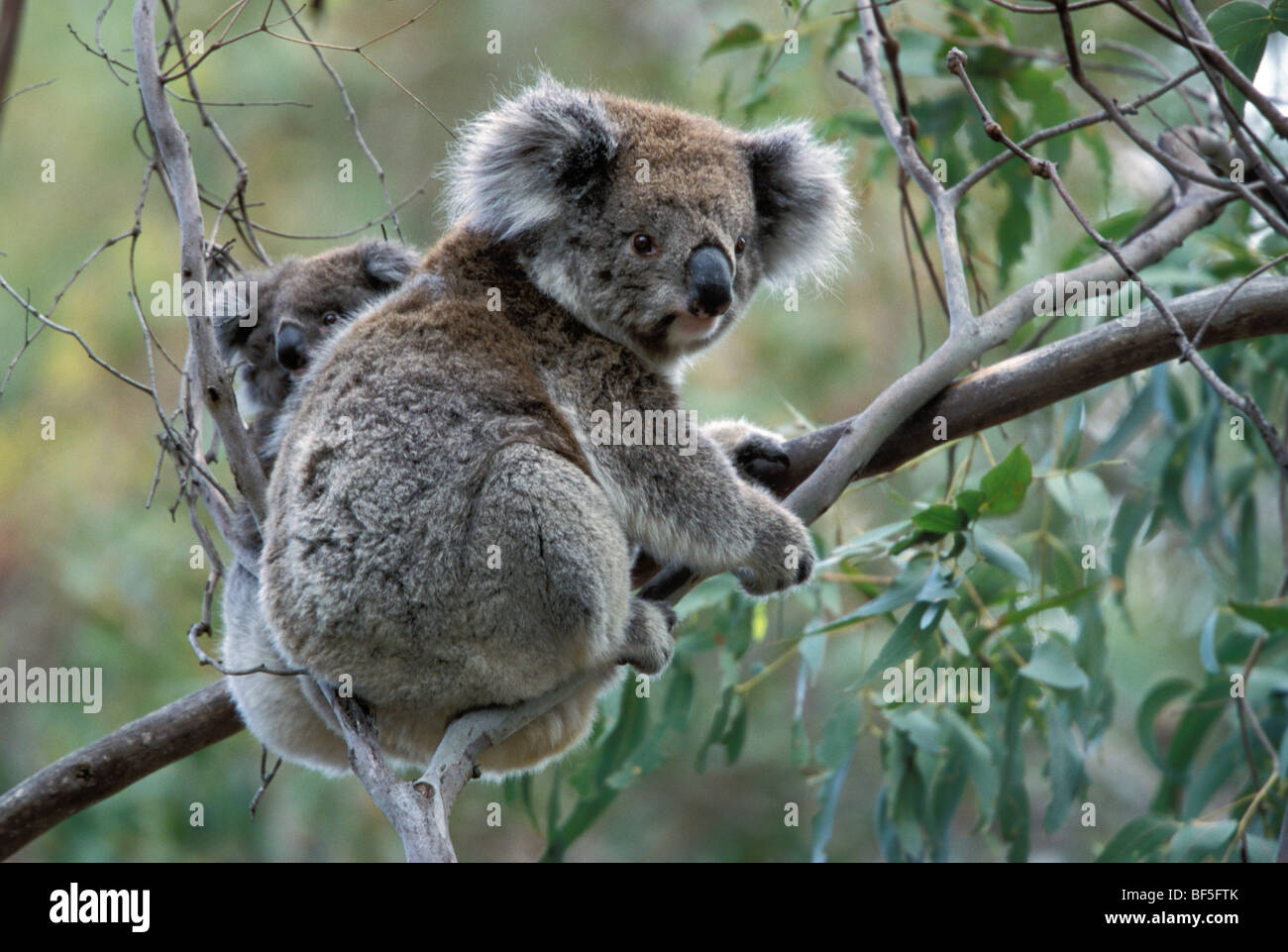 Koala (Phascolarctos cinereus) avec bébé en Gum Tree, Victoria, Australie Banque D'Images