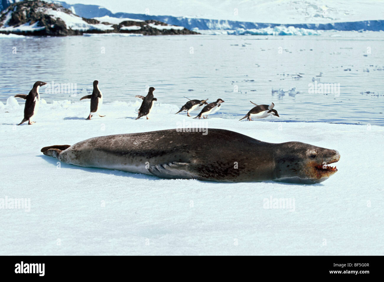 Hydrurga leptonyx Léopard (mer), les pingouins d'Adélie (Pygoscelis adeliae), l'Antarctique, Hope Bay Banque D'Images